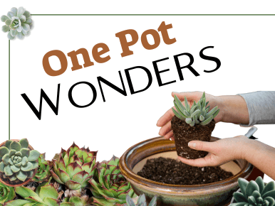 One Pot Wonders